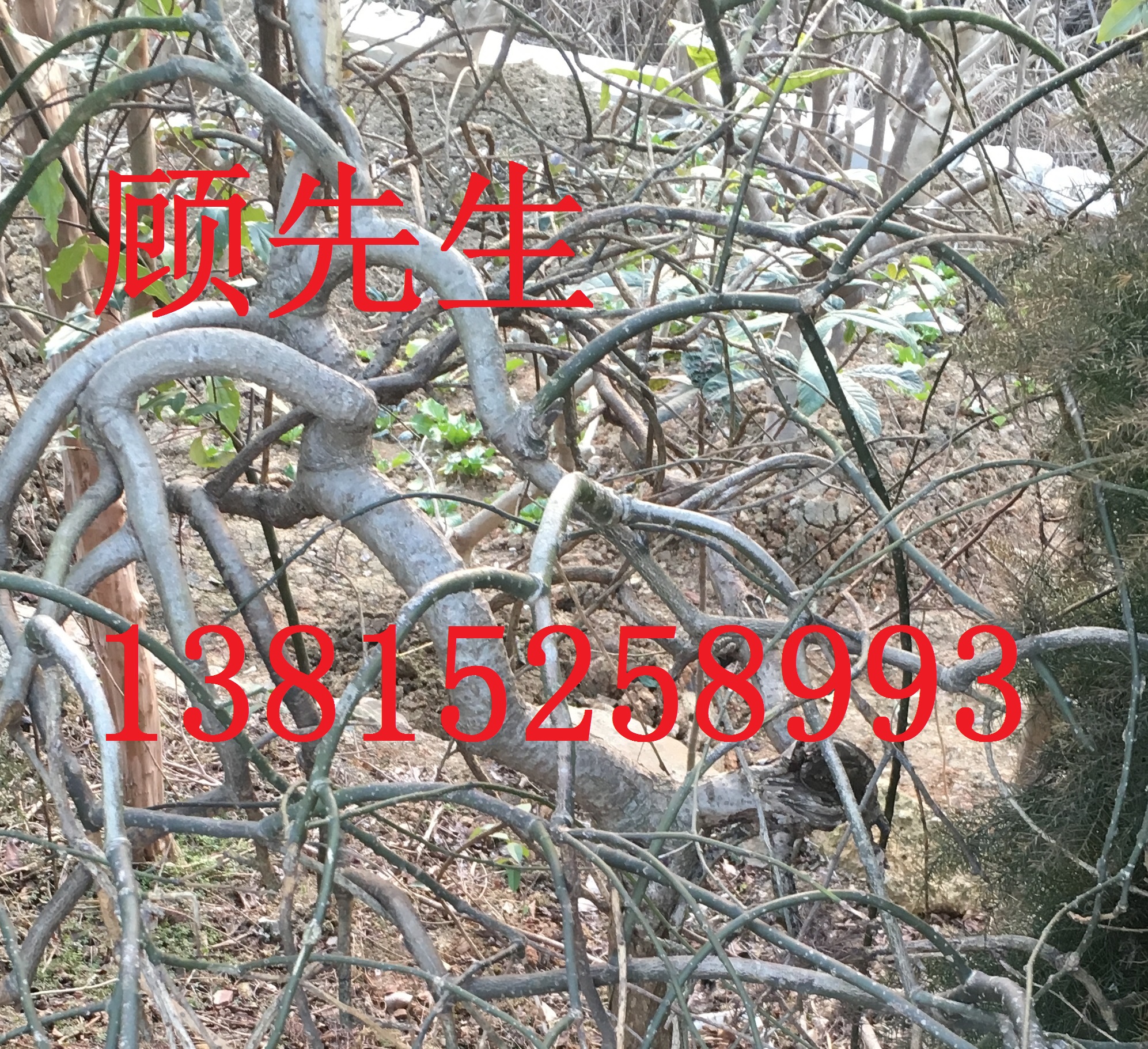 造型樹、造型龍柏、枸骨、女貞圖片/造型樹、造型龍柏、枸骨、女貞樣板圖 (3)