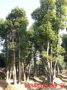 批发种植基地直销香樟20cm 绿化工程用20cm移栽香樟 骨架多头香樟图片