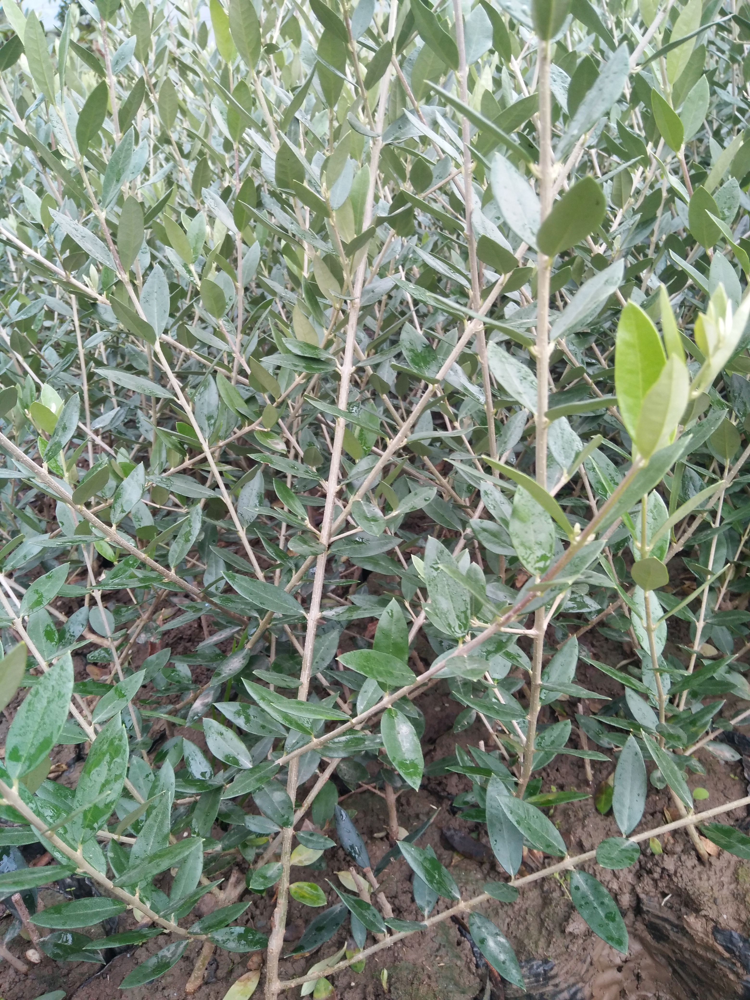 隴南油橄欖大小苗木基地直銷圖片