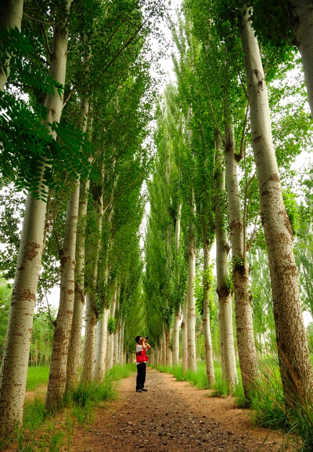 毛白杨树苗，河南毛白杨树苗批发，毛白杨苗木