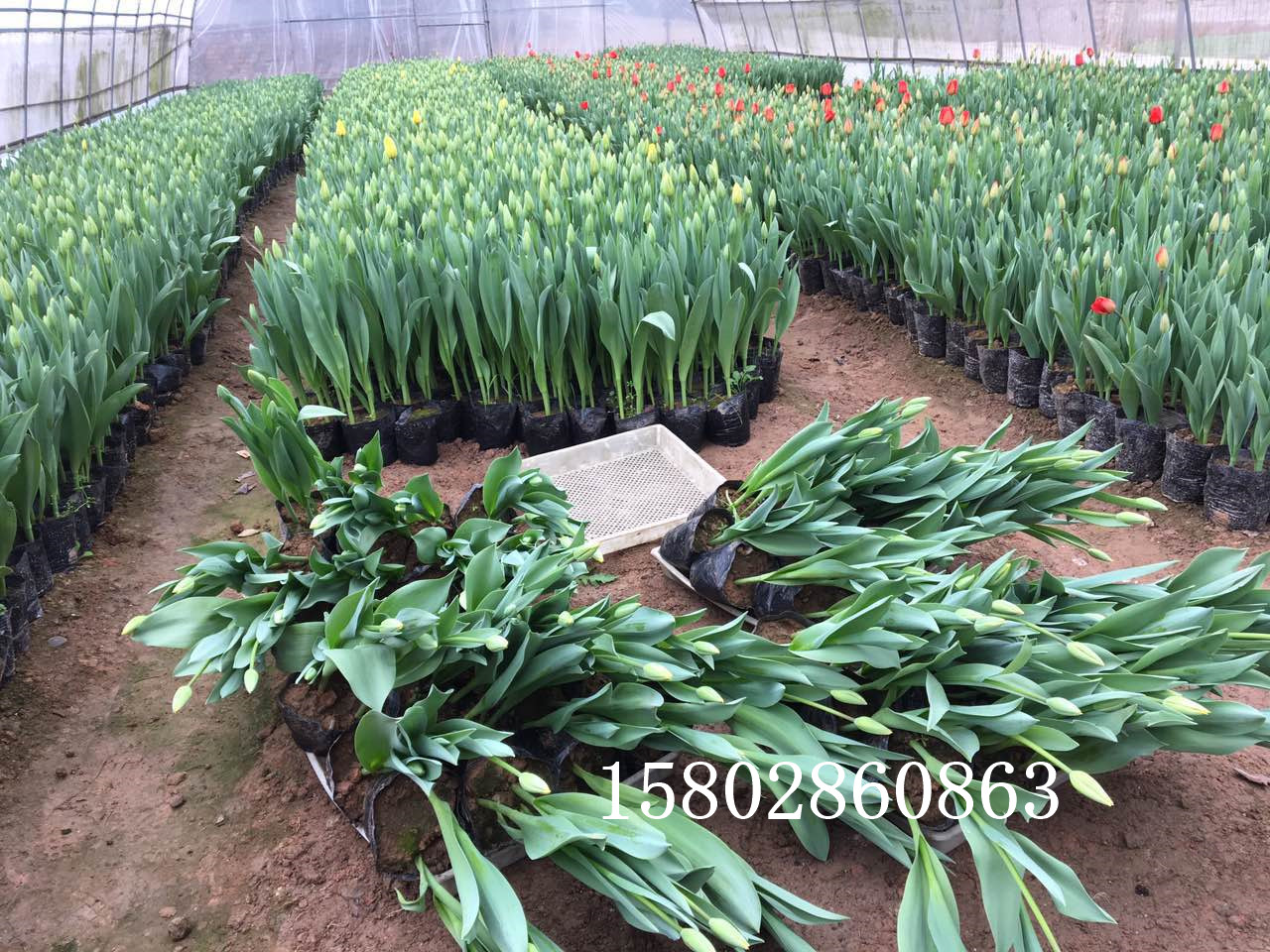 郁金香基地供應(yīng)大量郁金香 郁金香出售 成都郁金香產(chǎn)地