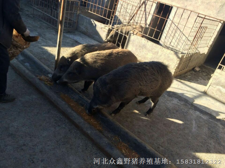 巴馬香豬圖片