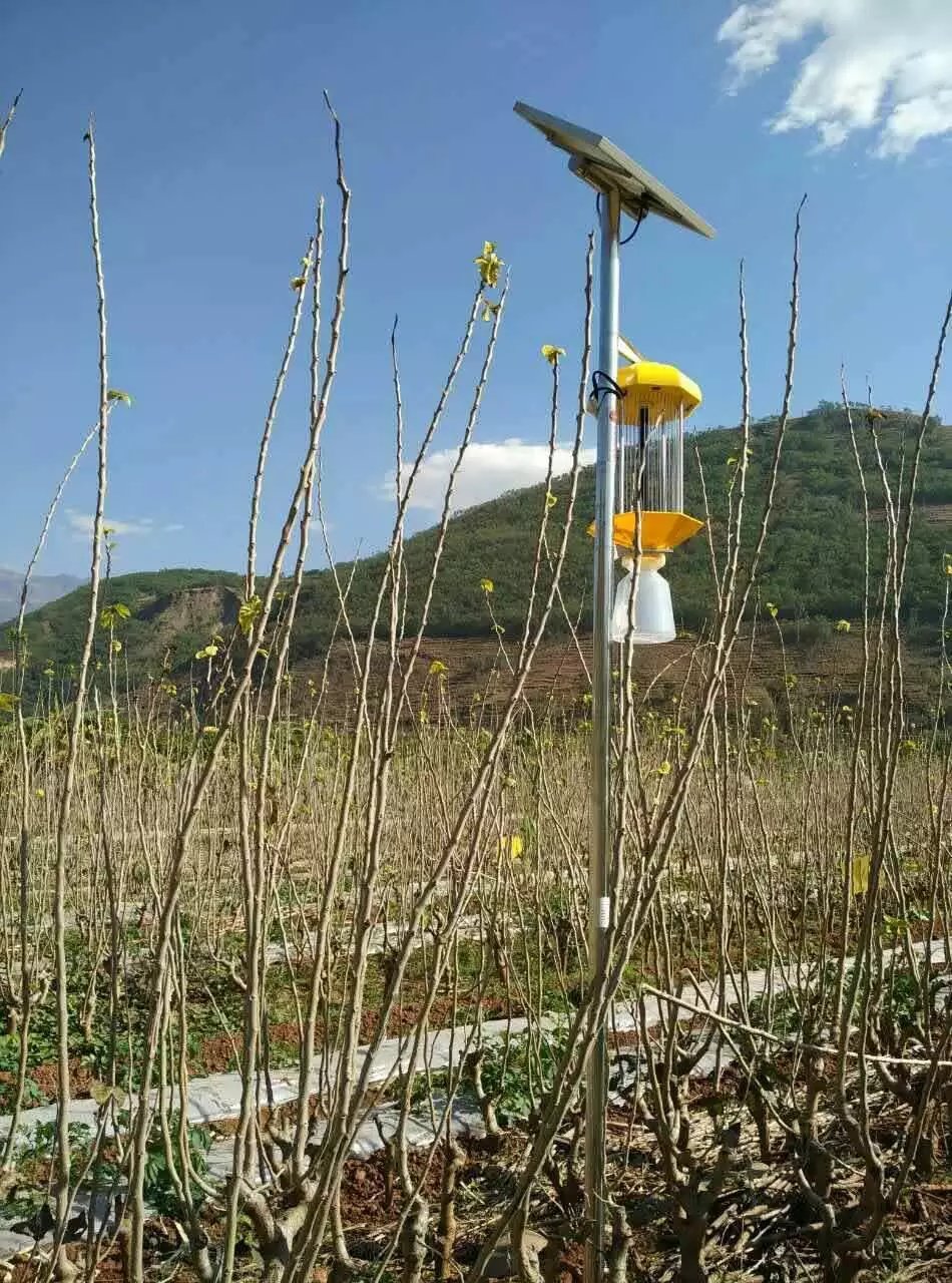 供应比昂牌直流太阳能杀虫灯