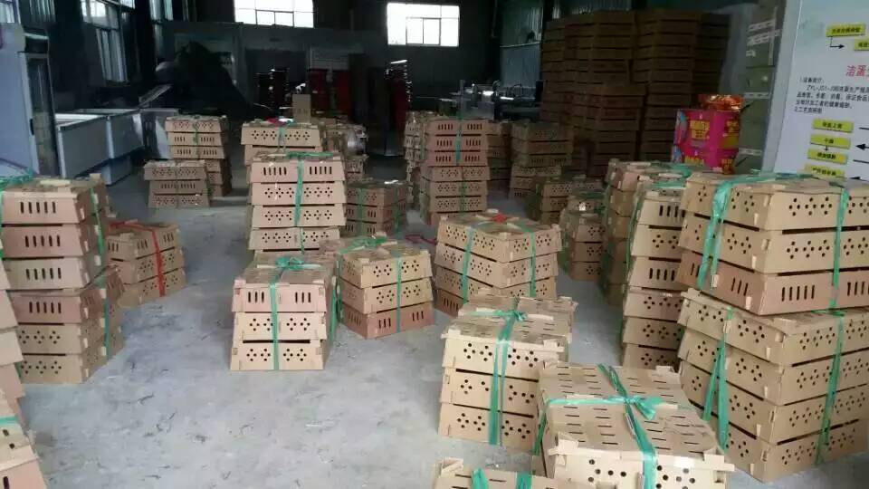 脫溫雞苗圖片/脫溫雞苗樣板圖 (4)