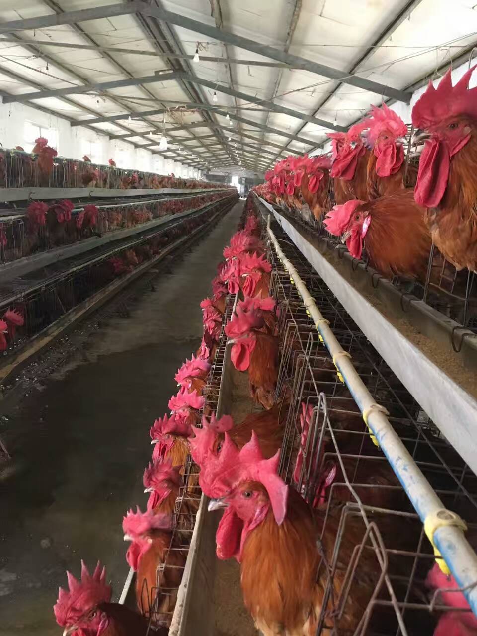 寶雞土雞雞苗 寶雞青腳麻雞苗 寶雞三黃雞苗 寶雞公公雞雞苗陜西寶雞石氏禽業(yè)雞苗供應(yīng)基地供應(yīng)