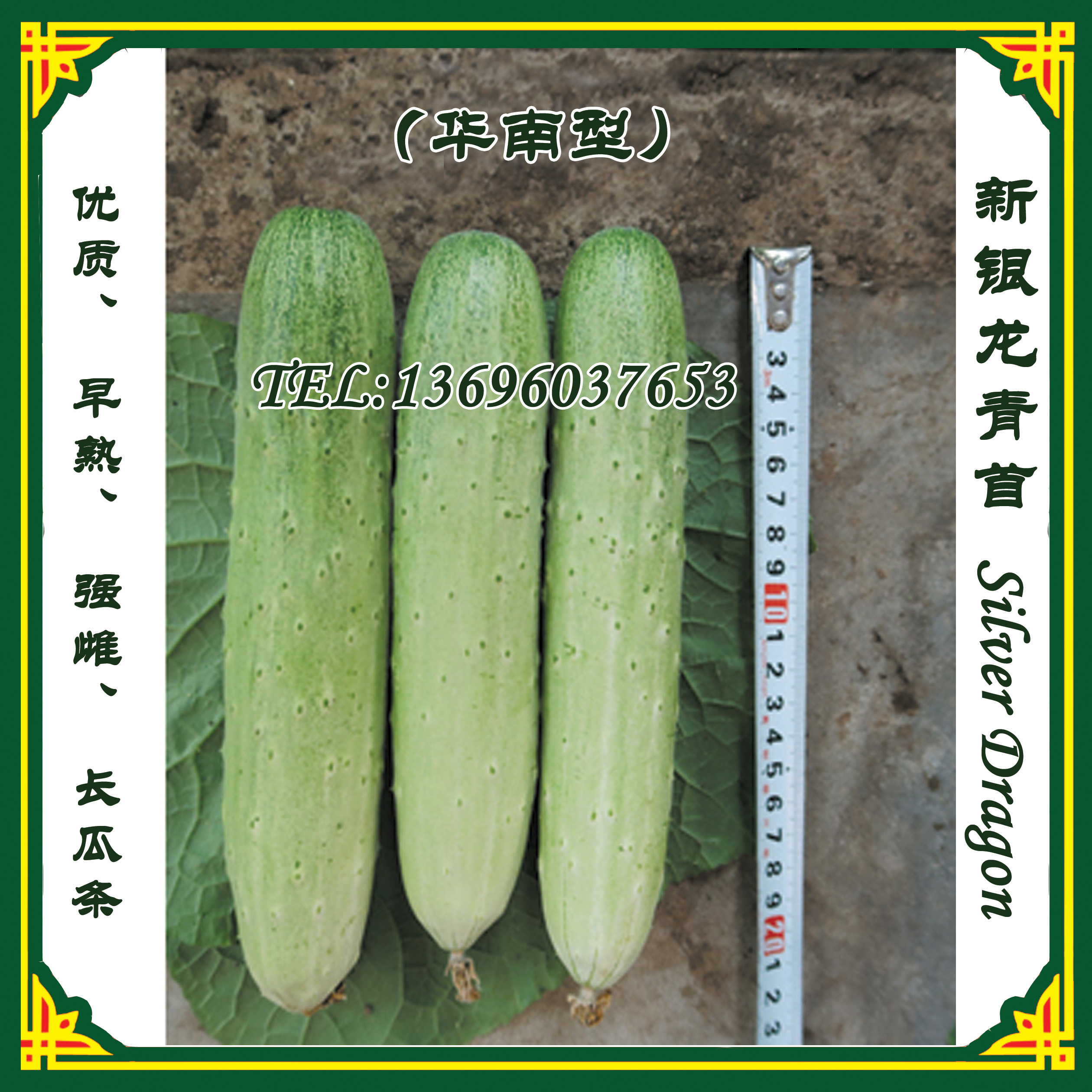 新銀龍青春秋黃瓜種子
