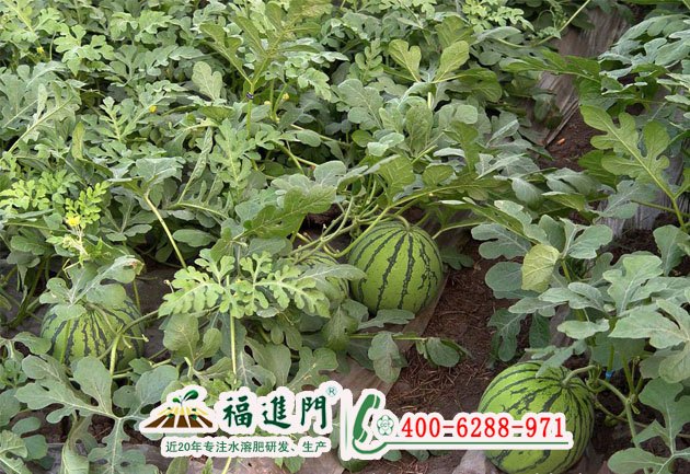 西瓜水圖片/西瓜水樣板圖 (1)