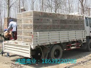 海蘭褐圖片/海蘭褐樣板圖 (4)