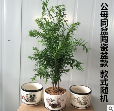 紅豆杉樹圖片/紅豆杉樹樣板圖 (3)