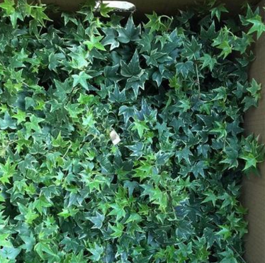 苗圃產(chǎn)地直銷花卉室內(nèi)盆栽植物常春藤 批發(fā)青葉常春藤