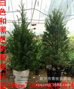 *南方紅豆杉 盆景樹(shù)苗盆栽 大型客廳庭院綠植花卉