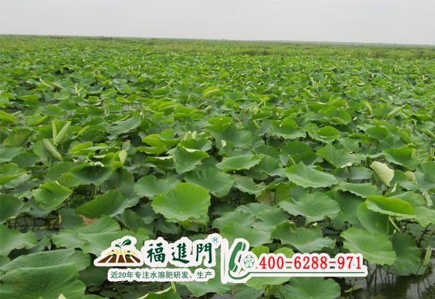 蓮藕圖片/蓮藕樣板圖 (2)