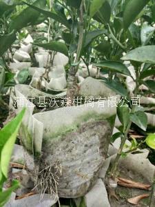 果樹苗圖片/果樹苗樣板圖 (2)