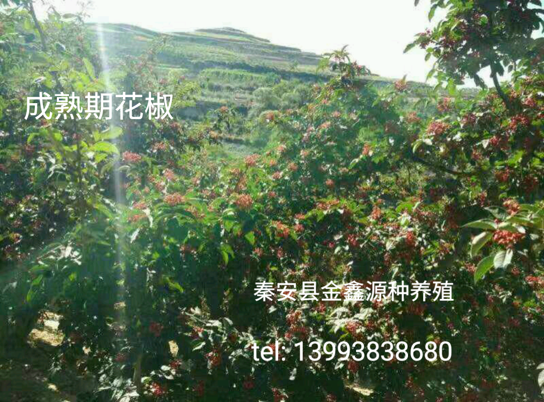 秦安大紅袍