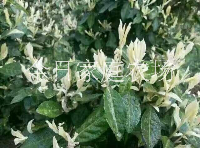 浙江松陽縣供應(yīng)奶白茶|浙江奶白茶浙江松陽縣奶白茶茶苗枝條批發(fā)