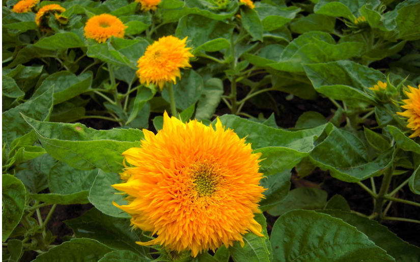 向日葵圖片/向日葵樣板圖 (1)