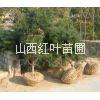 油松苗圖片/油松苗樣板圖 (3)
