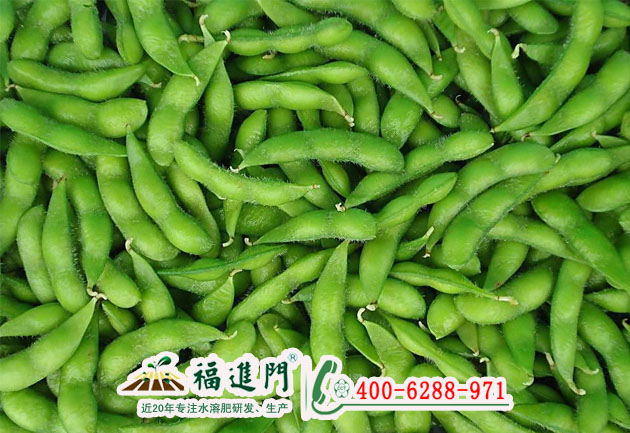 毛豆水溶肥哪種好？圖片