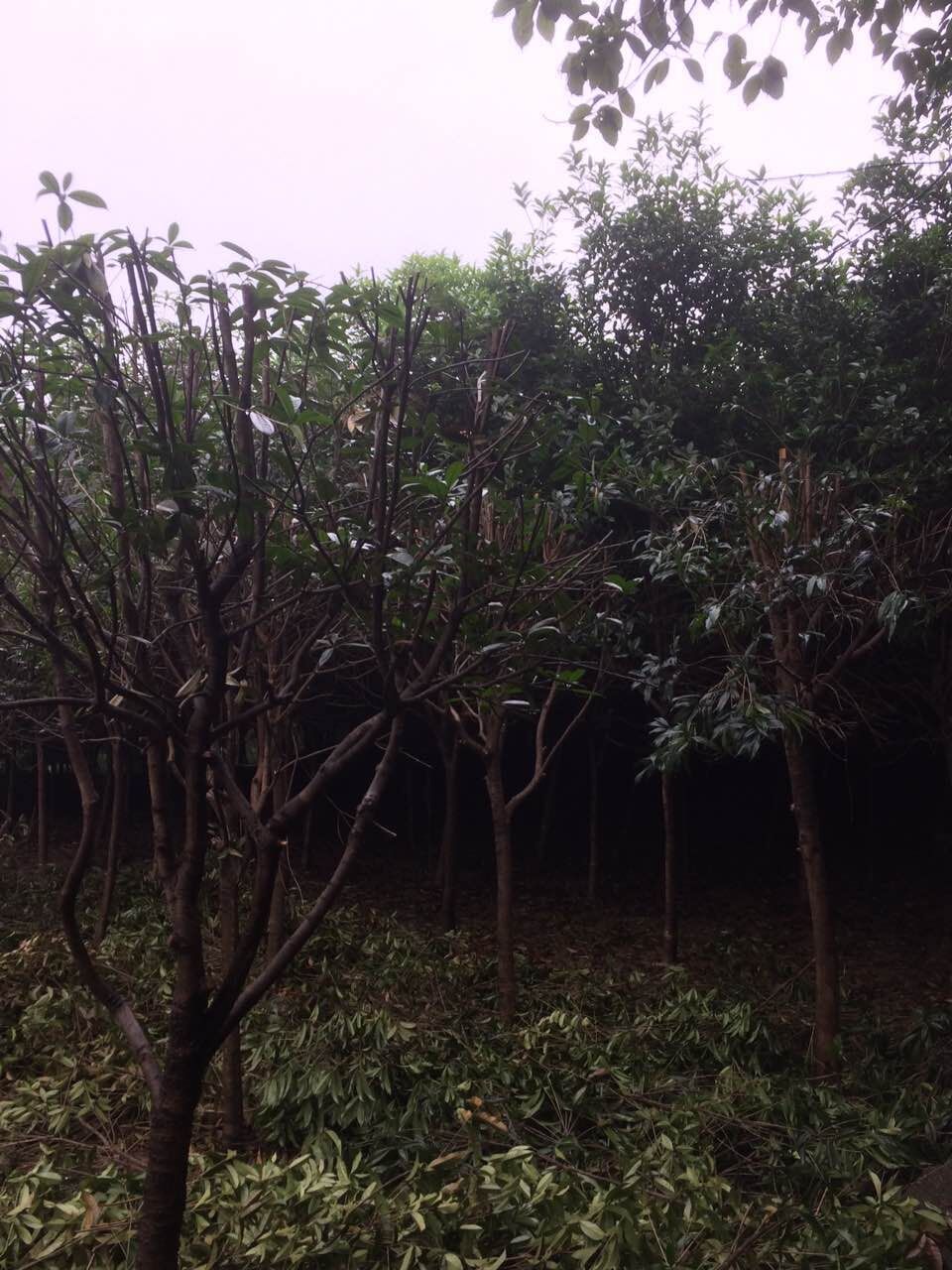 重慶香椿基地直銷 *香椿價格 重慶香椿批發(fā) 供應香椿*惠