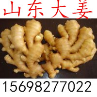山東大姜 面姜小黃姜價格 今日姜行情
