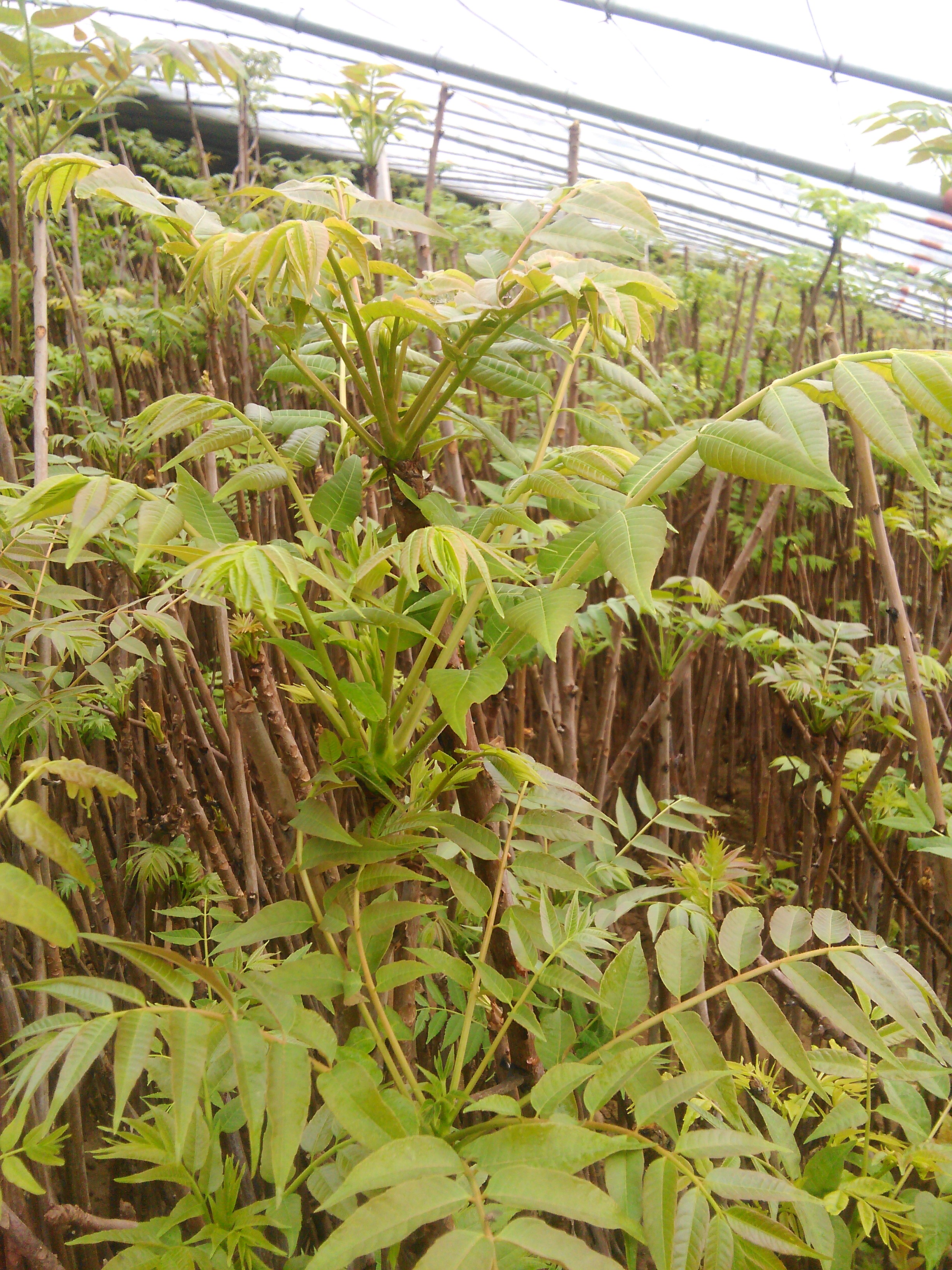 香椿苗圖片/香椿苗樣板圖 (3)