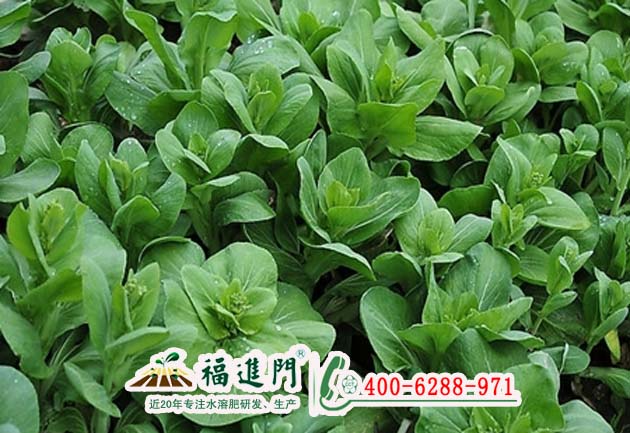大棚青菜水溶肥哪家好？圖片