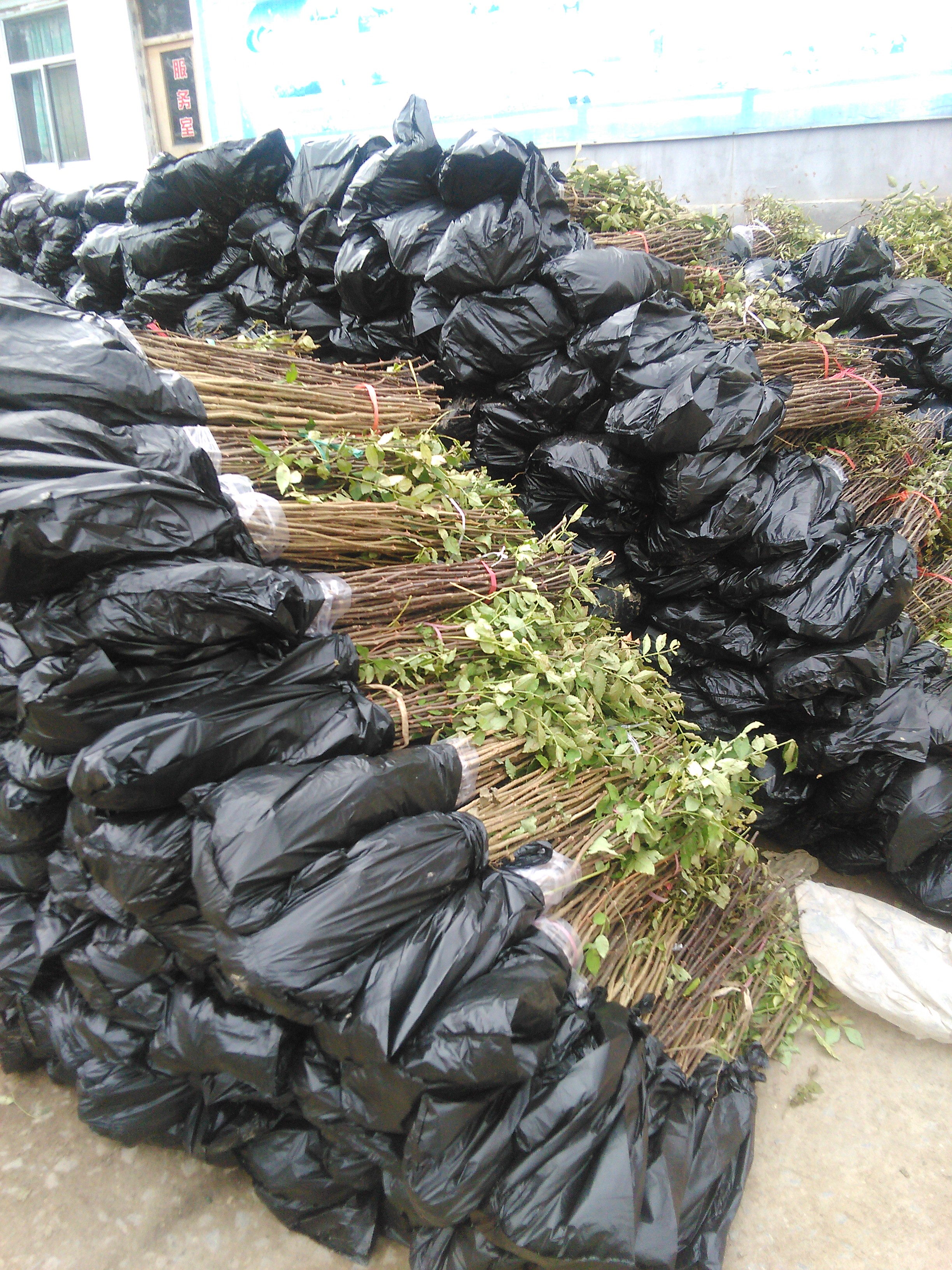 大紅袍花椒苗圖片/大紅袍花椒苗樣板圖 (3)