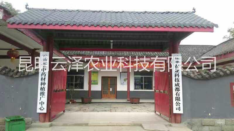 云南白芨種植基地　白芨種苗價格　昆明白芨種苗種植基地　白芨種植技術(shù)