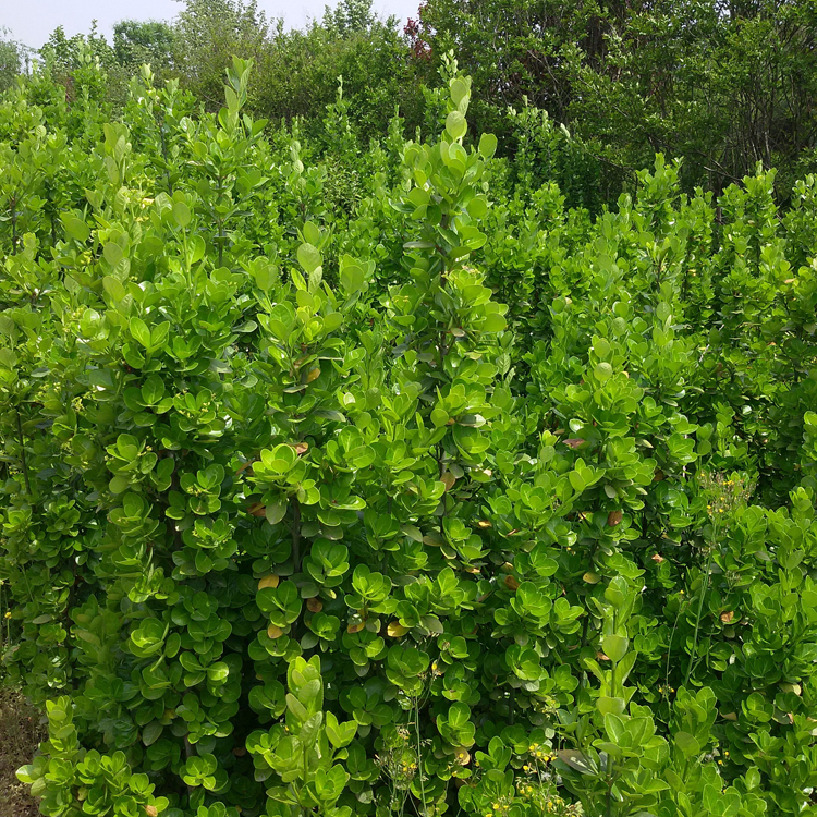 北海道黄杨 北海道黄杨小苗 绿篱植物 苗木批发 基地直销