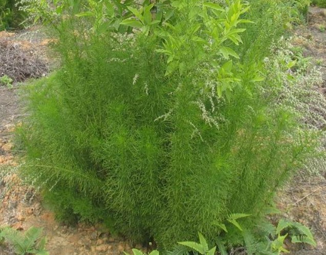 假蒿枝條圖片/假蒿枝條樣板圖 (4)