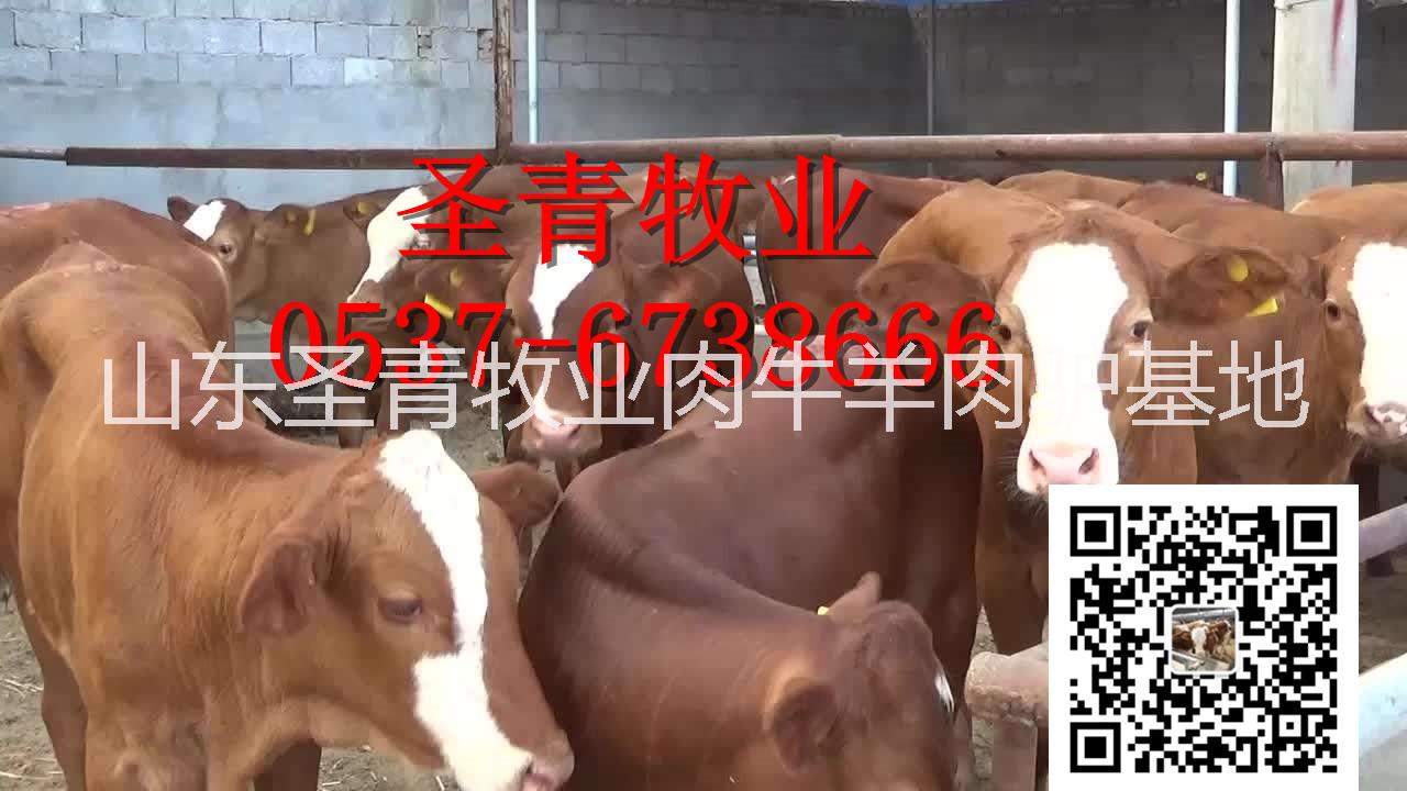 鲁西黄牛波尔山羊西门塔尔牛小尾寒