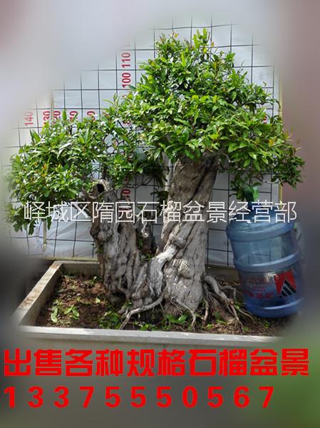 批發(fā)山東棗莊石榴盆景 盆栽果樹