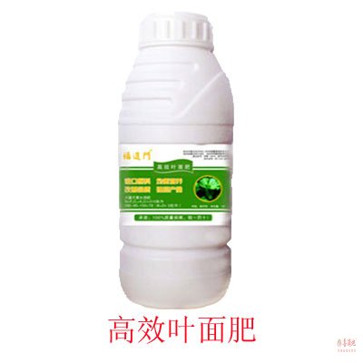 茶樹(shù)施用福進(jìn)門(mén)葉面肥的好處圖片