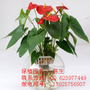 紅掌圖片/紅掌樣板圖 (4)