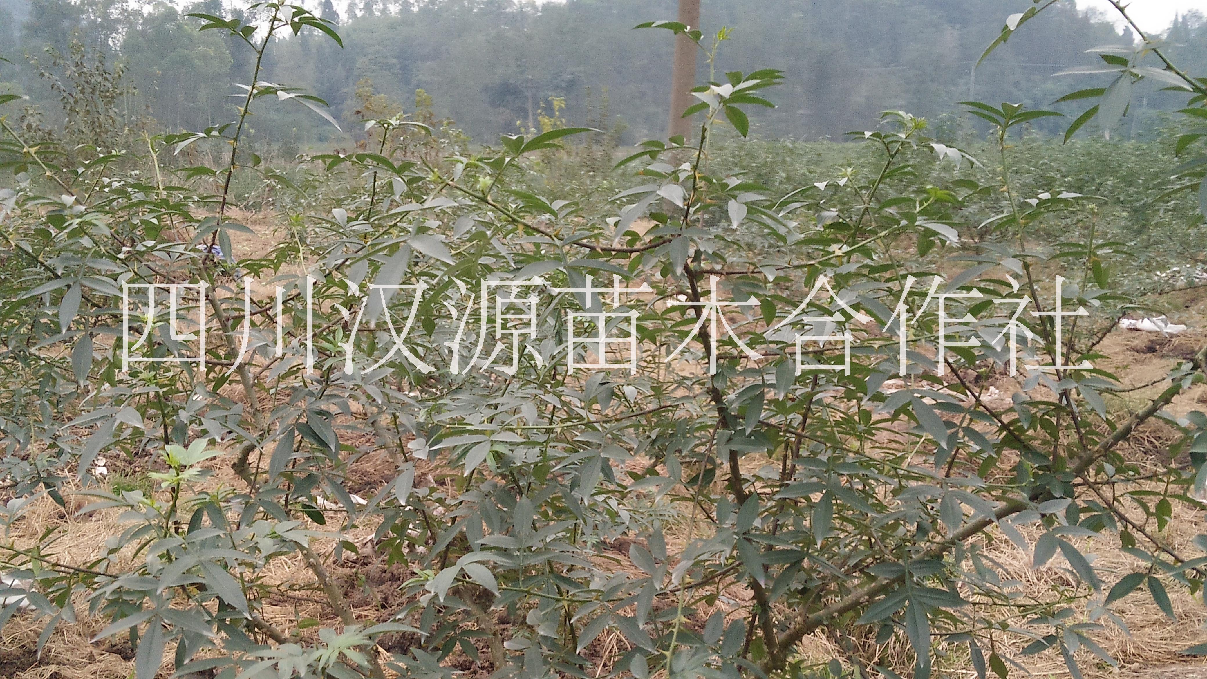 雅安市青花椒苗厂家正宗青花椒树花椒苗 青花椒苗