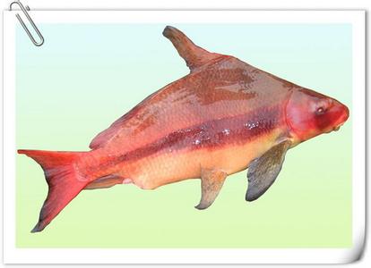 供應(yīng)眉山胭脂魚苗  眉山胭脂批發(fā)價多少 廣東胭脂魚苗批發(fā)價多少錢