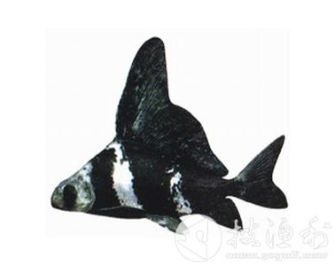 長江胭脂魚苗圖片/長江胭脂魚苗樣板圖 (2)