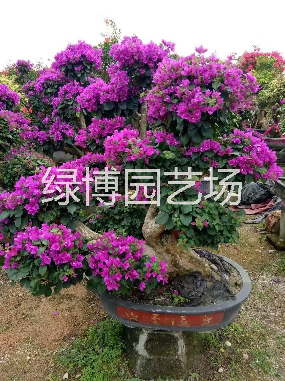 绿博园艺场