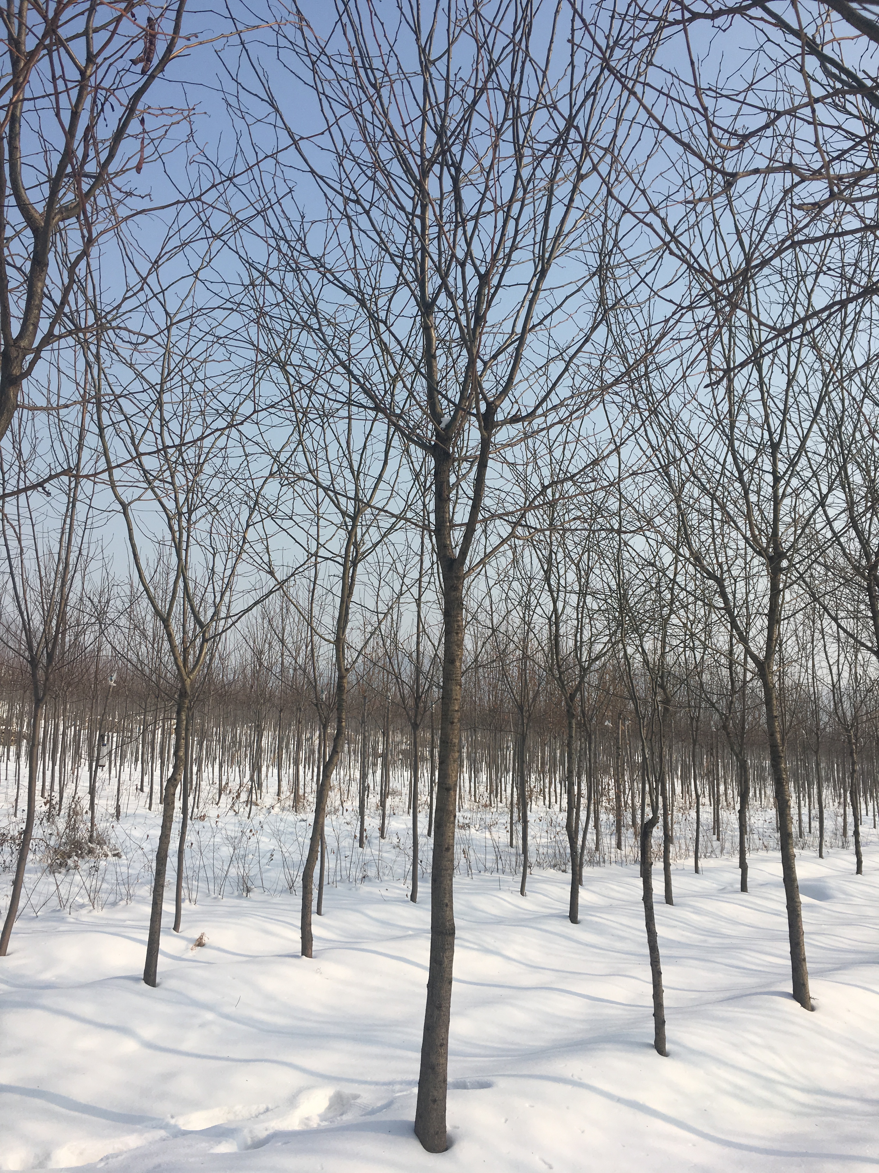 遼寧沈陽皂角基地|遼寧皂角求購|遼寧皂角批發(fā) 皂角樹 沈陽皂角樹
