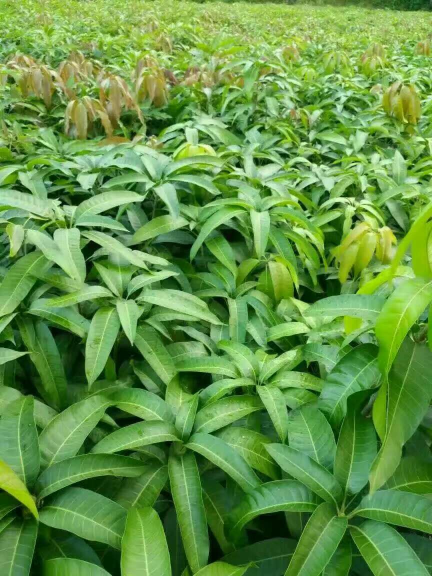 芒果苗圖片/芒果苗樣板圖 (2)