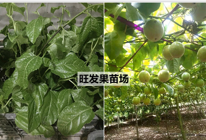 百香果苗圖片/百香果苗樣板圖 (3)