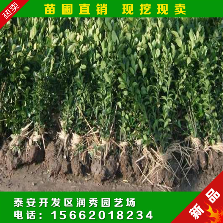 冬青苗 冬青成苗 冬青成苗批發(fā) 冬青苗批發(fā) 冬青苗價(jià)格 供應(yīng)冬青苗