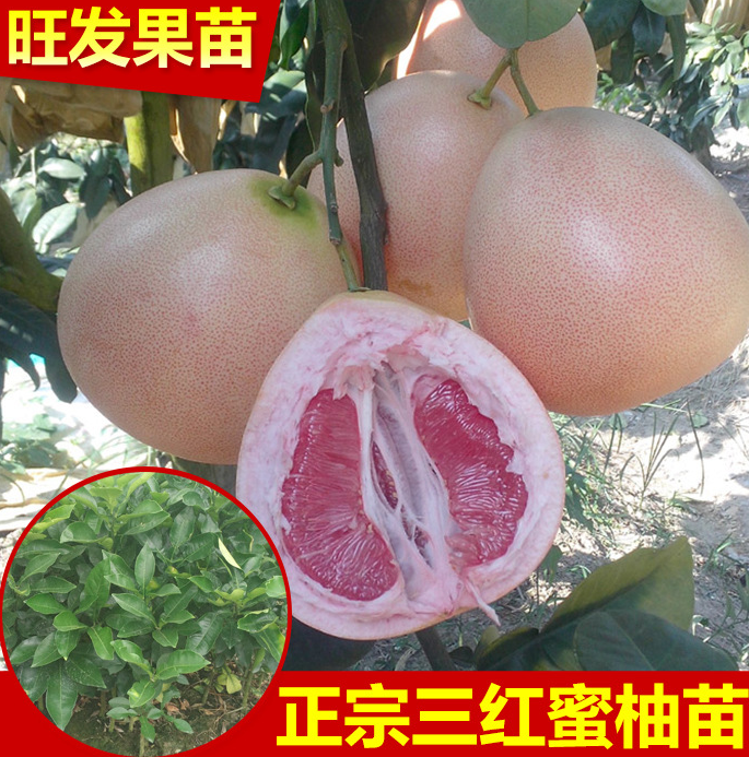 热销 柚子苗 正宗1号红肉蜜柚苗图片