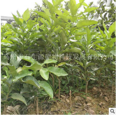 紅心蜜柚子苗圖片/紅心蜜柚子苗樣板圖 (4)