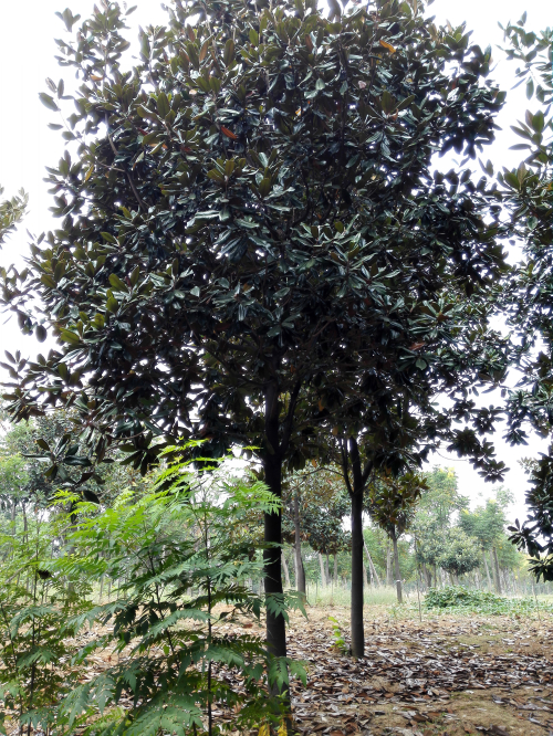 廣玉蘭圖片/廣玉蘭樣板圖 (4)