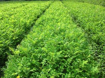 水曲柳圖片/水曲柳樣板圖 (3)