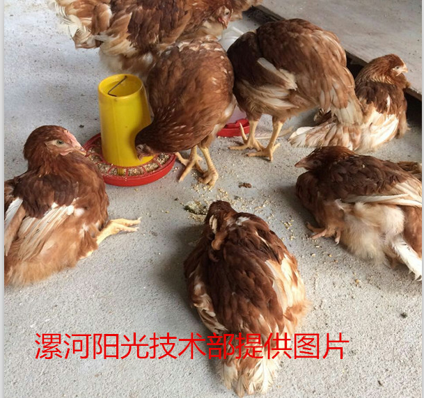 支囊凈圖片/支囊凈樣板圖 (2)