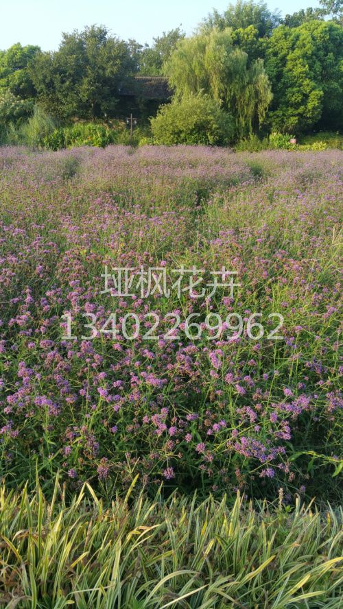 馬鞭草生產(chǎn)廠家 馬鞭草價(jià)格 馬鞭草花海 馬鞭草小苗 種植基地