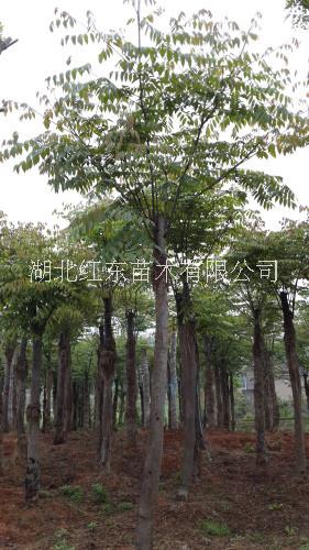 供應(yīng)12公分到30公分*荊州欒樹