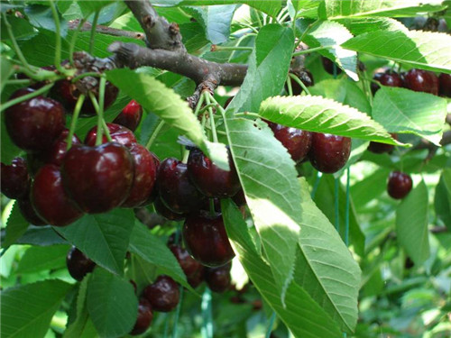 優(yōu)質(zhì)櫻桃圖片/優(yōu)質(zhì)櫻桃樣板圖 (3)